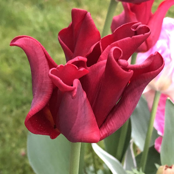 Red Dress Collector Series Tulip