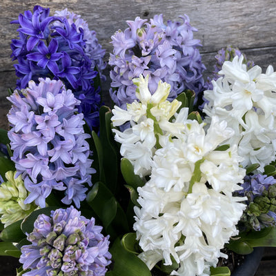 Regular Hyacinths