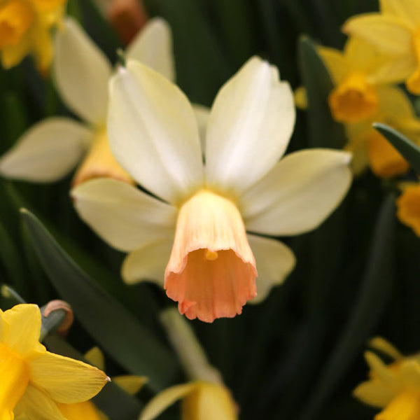 Carice Rock Garden Narcissi - Botanus