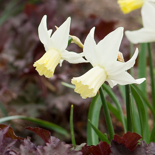 Snipe Dwarf Narcissi