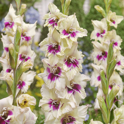 Gladiolus - Spring