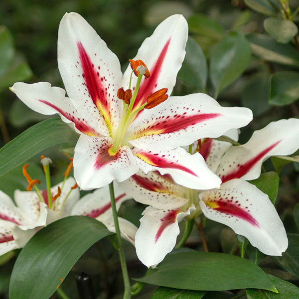 biggest lily flower Big Smile Oriental Lily