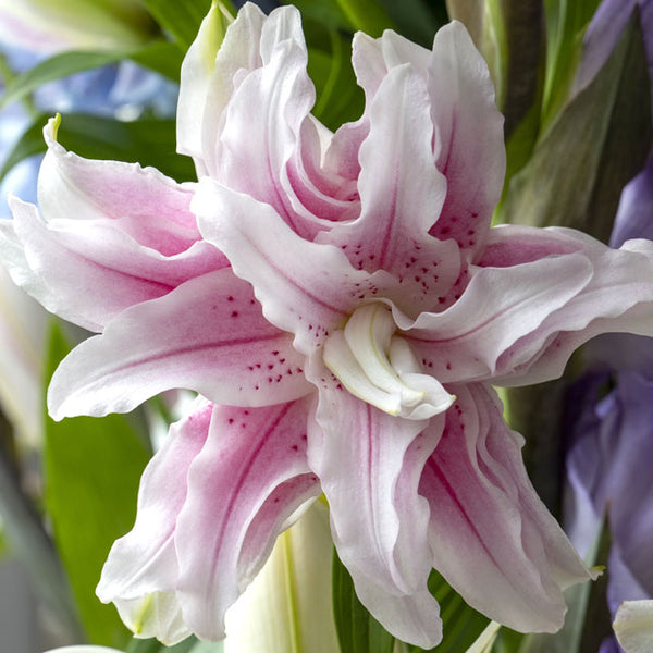 double asiatic lily Roselily Anouska Double Oriental Lily