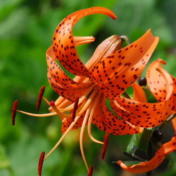 giant tiger lilies Tigrinum splendens Tiger Lily
