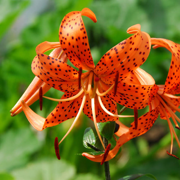 tiger lily duo Tigrinum splendens Tiger Lily