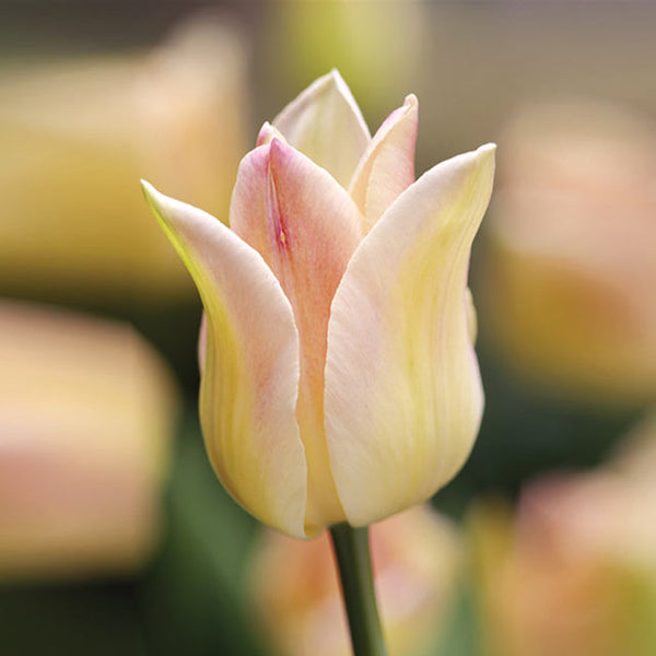 tulip lily flower Elegant Lady Lily-flowered Tulip
