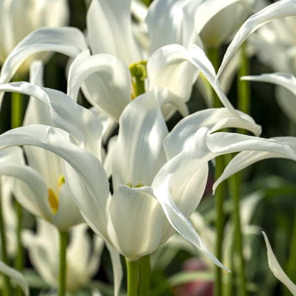white triumphator lily flowering tulip Tres Chic Lily-flowered Tulip