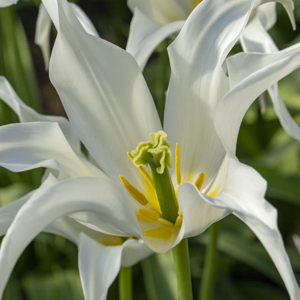 triple lily flower Tres Chic Lily-flowered Tulip