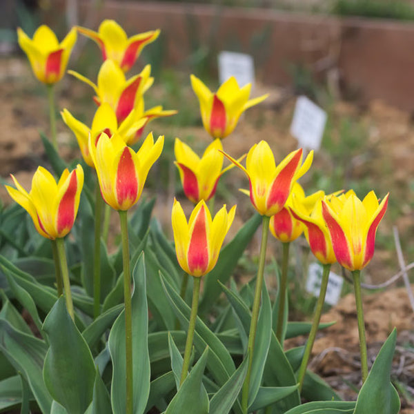 Giuseppe Verdi Kaufmanniana Tulip Botanus