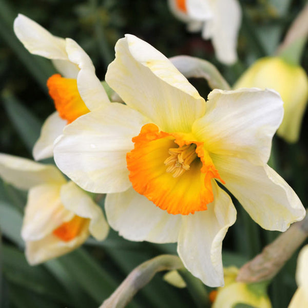 Narcissus♡即完売プチネック Narcissus Precocious – Floret Library