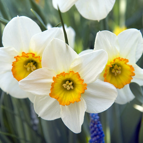 Flower Record Cupped Narcissi - Botanus