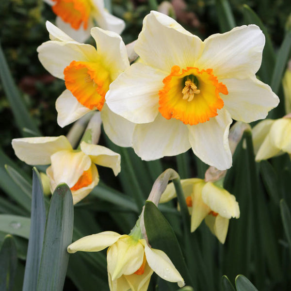 Flower Record Cupped Narcissi - Botanus