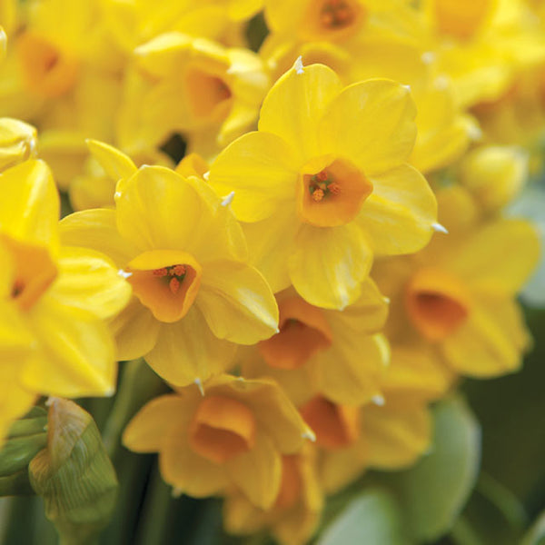Grand Soleil D'or Indoor Narcissi - Botanus