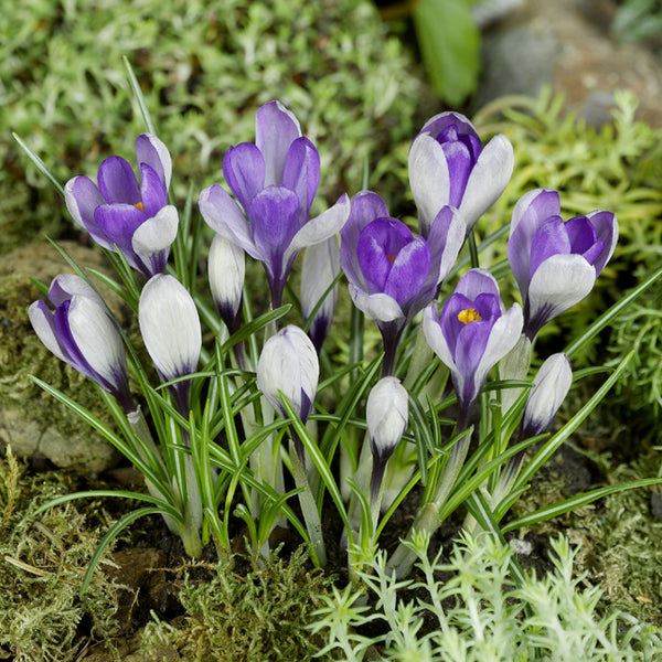 Yalta Large Flowering Crocus - Botanus