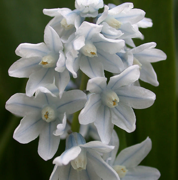 Puschkinia libanotica - Botanus