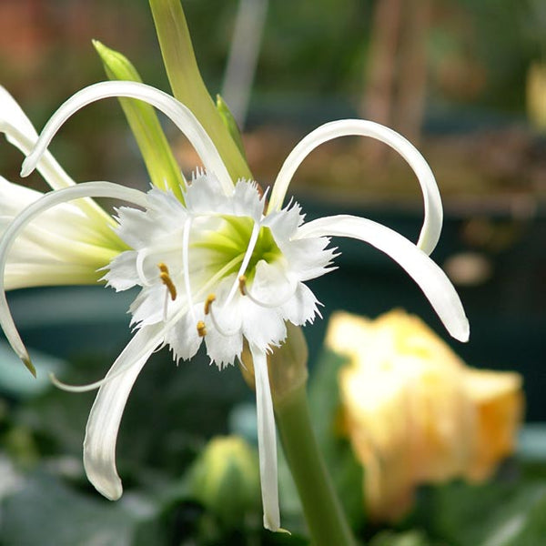 ismene spider lily Ismene 'Advance'
