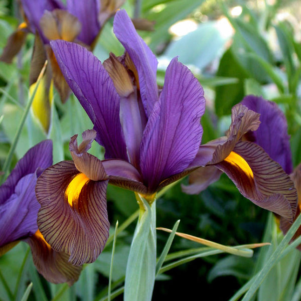 eye of the tiger lily Iris 'Eye of the Tiger'