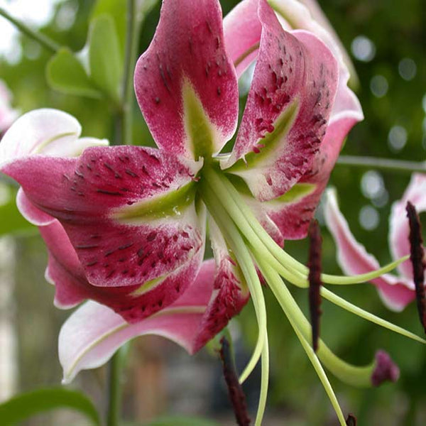black beauty tiger lily Black Beauty Novelty Lily