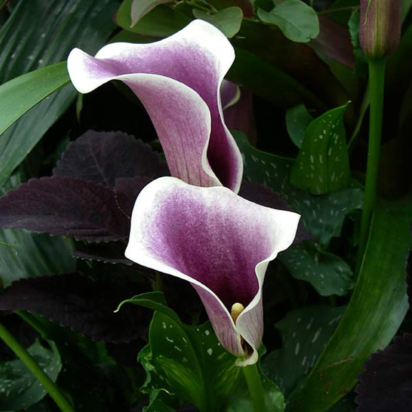 picasso calla lily plant Calla 'Picasso'