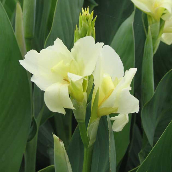 canna lily white Canna Dwarf 'Vanilla Cream'