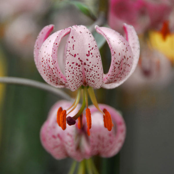 morning lily flower Pink Morning Novelty Lily