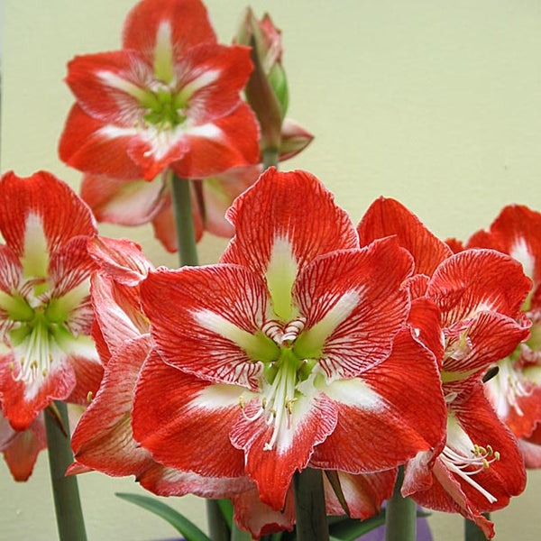 Minerva Mammoth Amaryllis