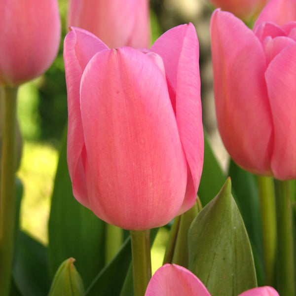 Pink Mistress Triumph Tulip - Botanus