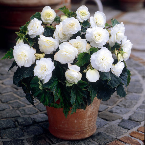 Non deals stop begonias