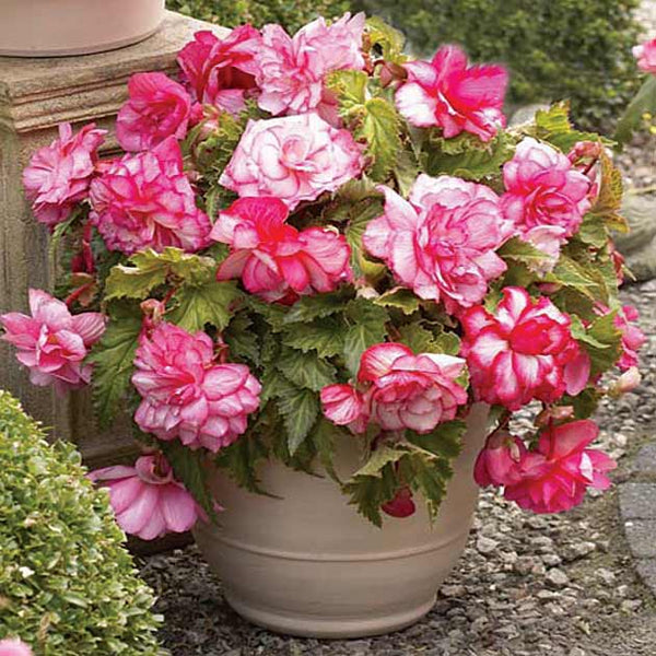 Pink Wave Novelty Begonia Botanus pink-wave-novelty-begonia-botanus