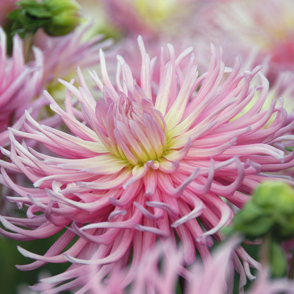 Star's Favorite Cactus Dahlia