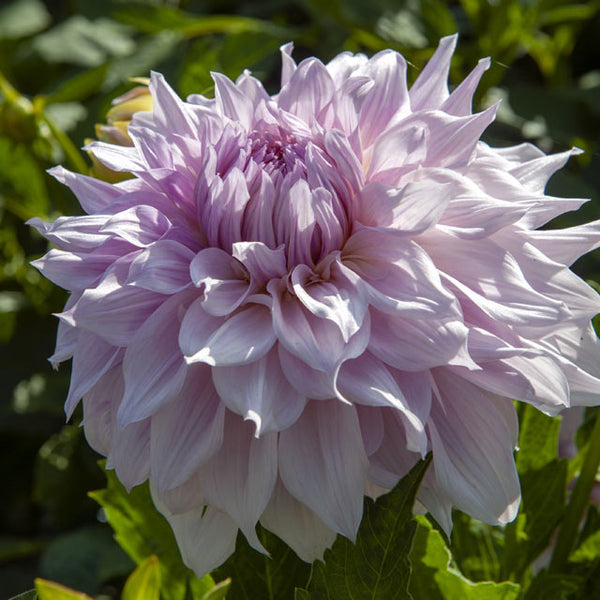 Shiloh Noelle Giant Dinnerplate Dahlia - Botanus