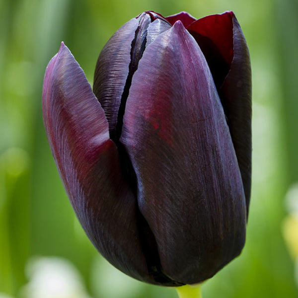 Lucky Strike Triumph Tulip