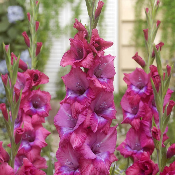 Gladiolus sale