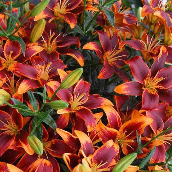 fake forever susan asiatic lily Forever Susan Asiatic Lily