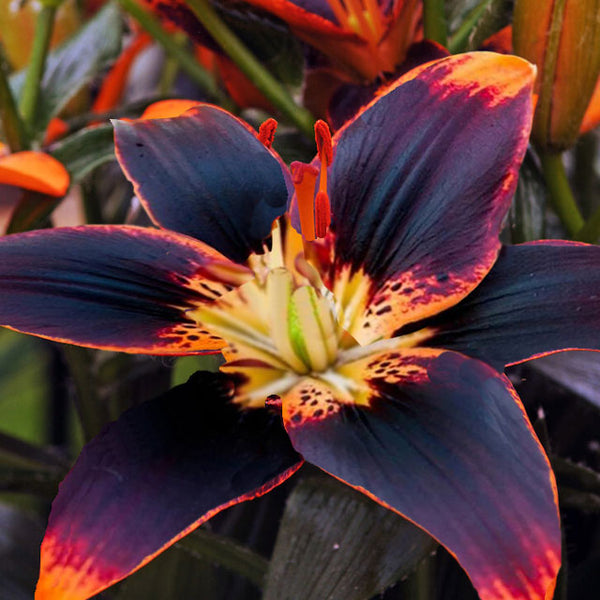 asiatic lily black Forever Susan Asiatic Lily