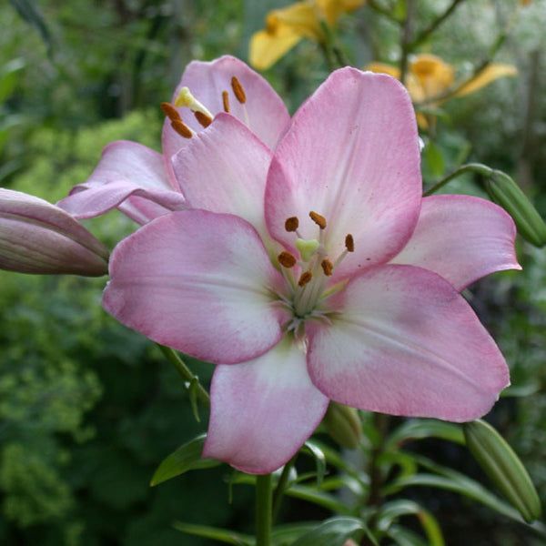 levi asiatic lily Levi Asiatic Lily