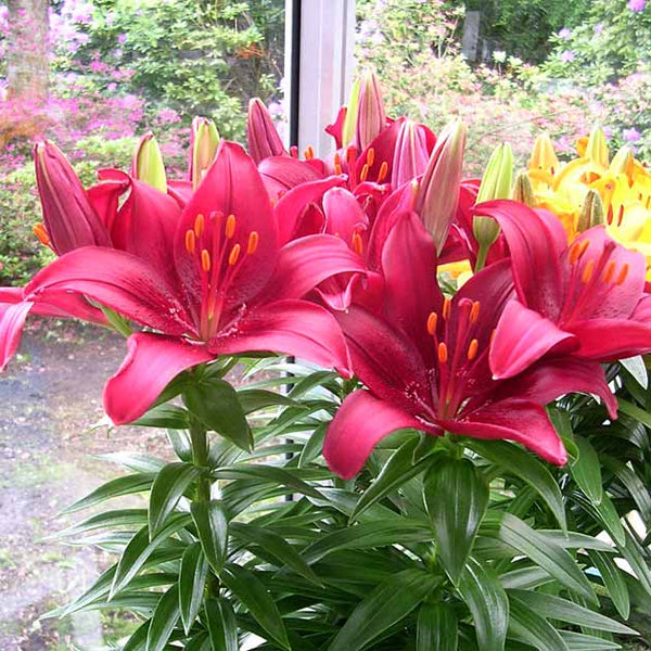 asiatic lily in a pot Tiny Ghost Asiatic Patio Lily
