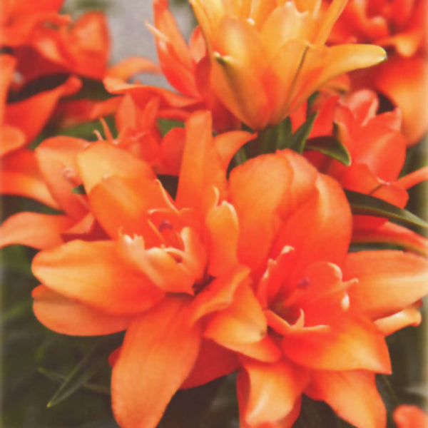 monrovia tiny double you asiatic lily Tiny Double You Asiatic Patio Lily