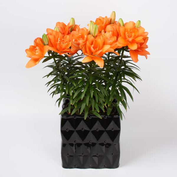 can asiatic lilies be grown in pots Tiny Double You Asiatic Patio Lily