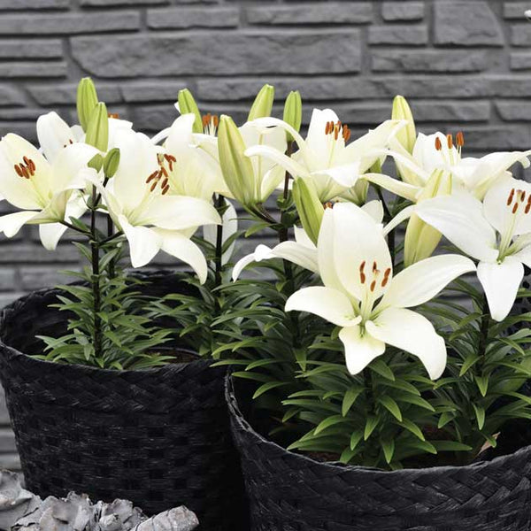 tiny asiatic lilies Tiny Crystal Asiatic Patio Lily