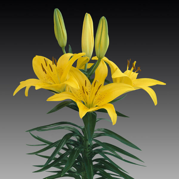 asiatic lily tiny bee Tiny Bee Asiatic Patio Lily