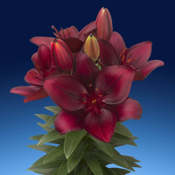 asiatic lily tiny comfort Tiny Comfort Asiatic Patio Lily