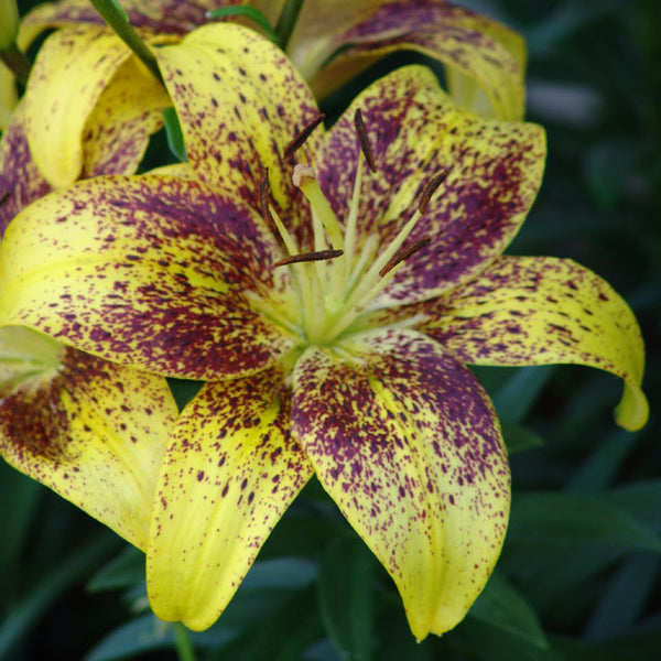 Tiny Parrot Asiatic Patio Lily Botanus