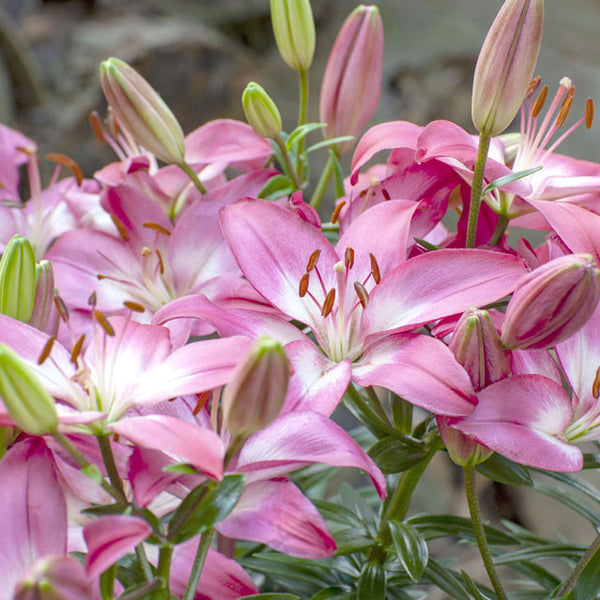 rozalynn asiatic lily Rozalynn Asiatic Patio Lily