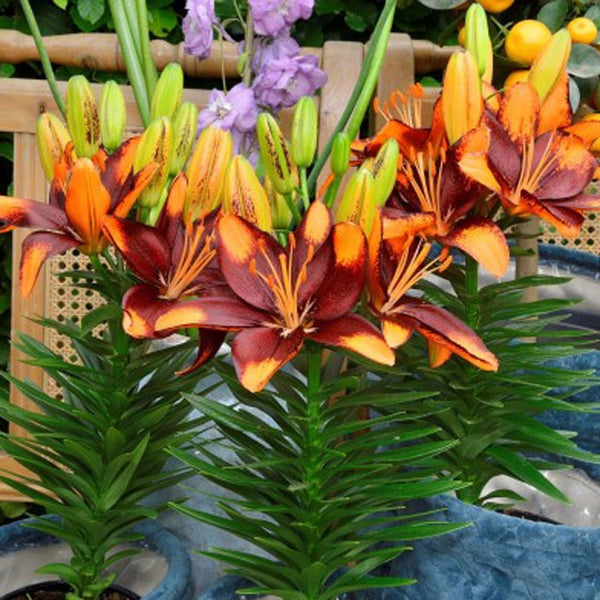 asiatic lily in pots Tiny Lion Asiatic Patio Lily