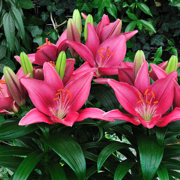asiatic lily tiny pearl Tiny Pearl Asiatic Patio Lily