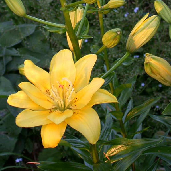 fata morgana asiatic lily Fata Morgana Asiatic Kiss Lily