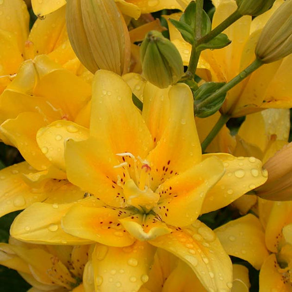 fata morgana asiatic lily Fata Morgana Asiatic Kiss Lily