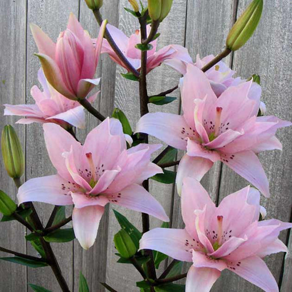 elodie asiatic lily Elodie Asiatic Kiss Lily