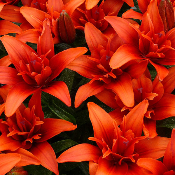 red twin asiatic lily Red Twin Asiatic Kiss Lily